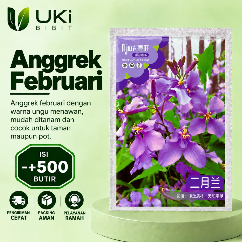 Kemasan Original | Benih Biji Bunga Anggrek Februari | Bunga Anggrek Februari | Anggrek Hias | Bunga