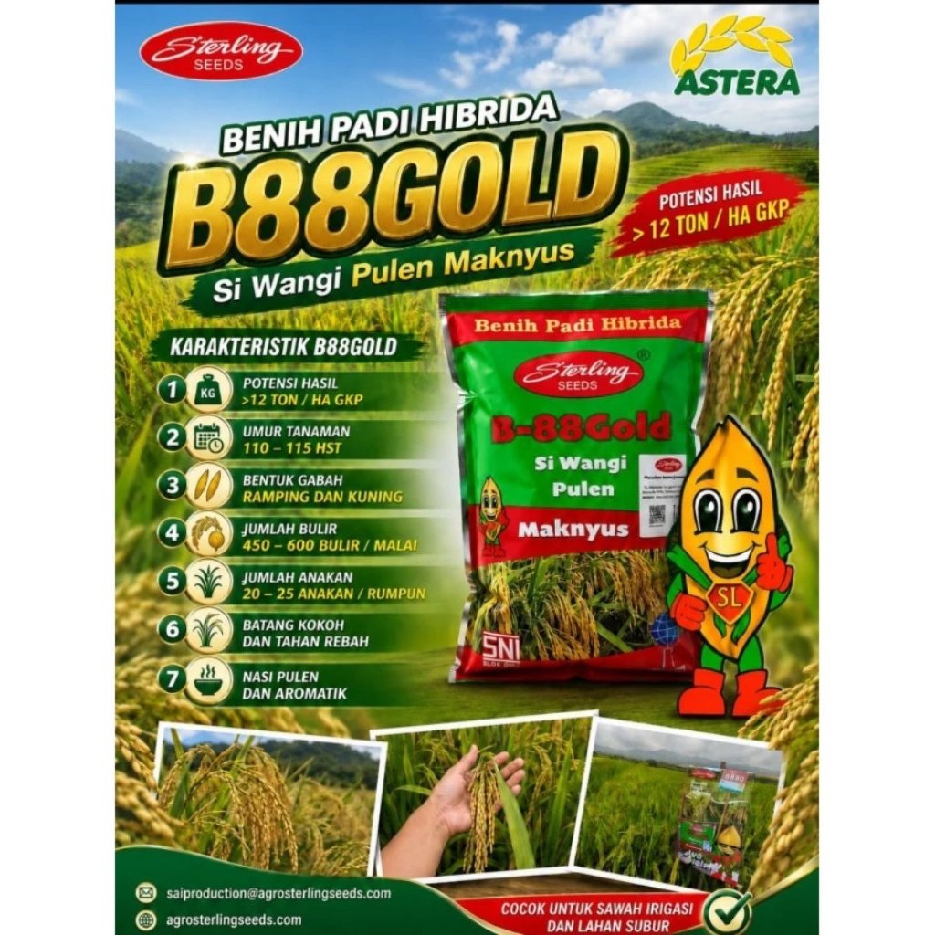 Benih Padi Hibrida / Benih Padi Hibrida Sterling B-88G GOLD beneh padi