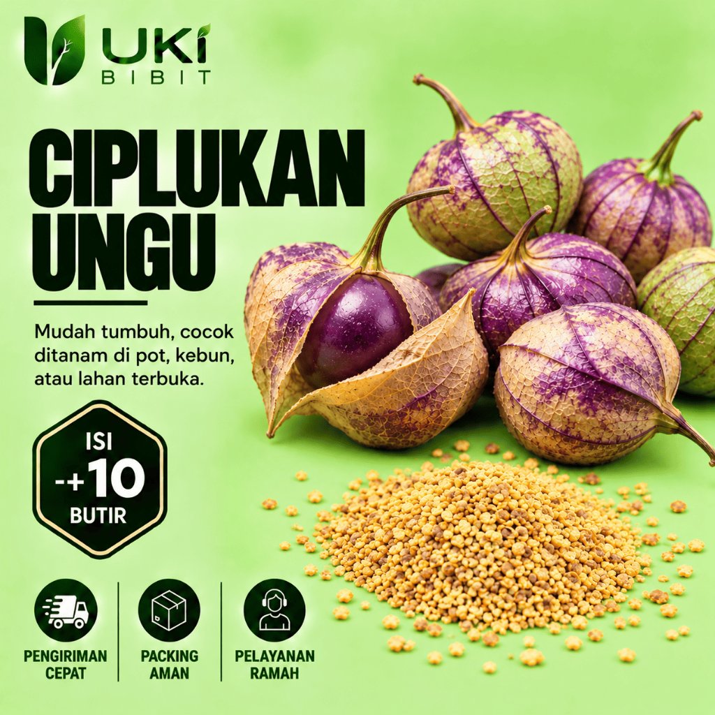 ( 10 Butir ) Benih Biji Ciplukan Ungu Jumbo | Ciplukan Buah Ungu | Ciplukan Unik