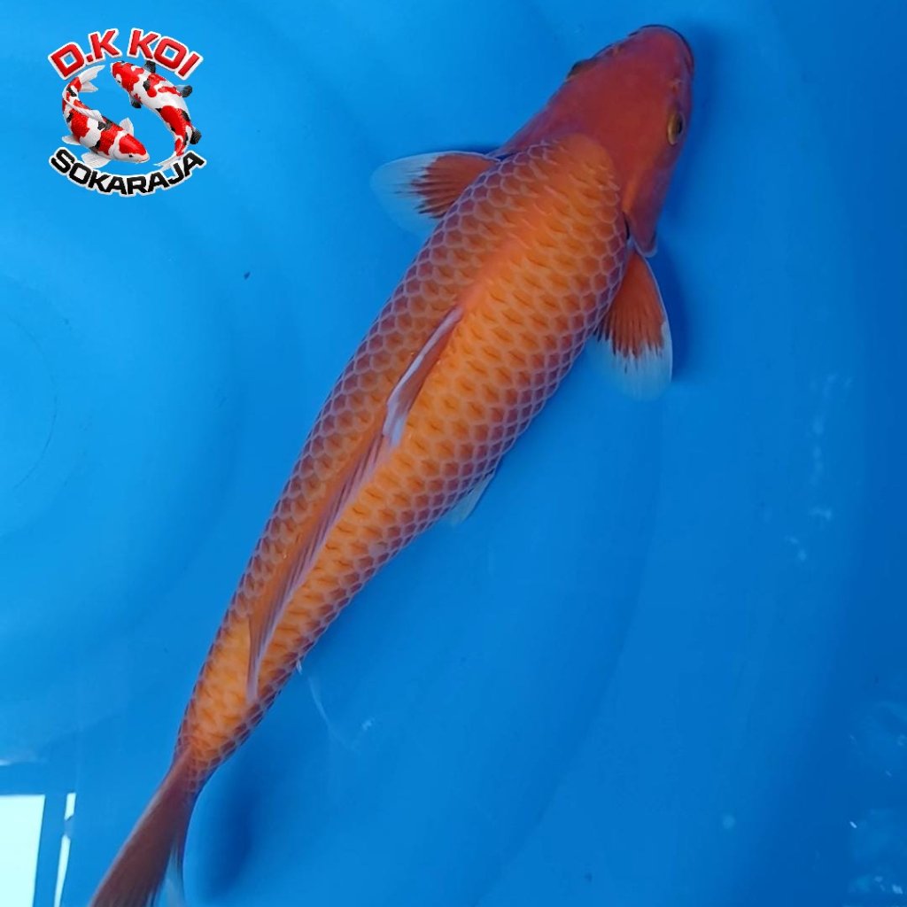 Ikan Koi Red Karasi Jantan 33cm