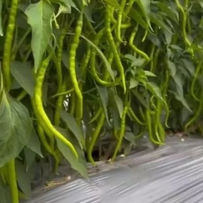 BENIH BIBIT CABE GREEN PATEN 2500 MEDAN LOCAL SEED