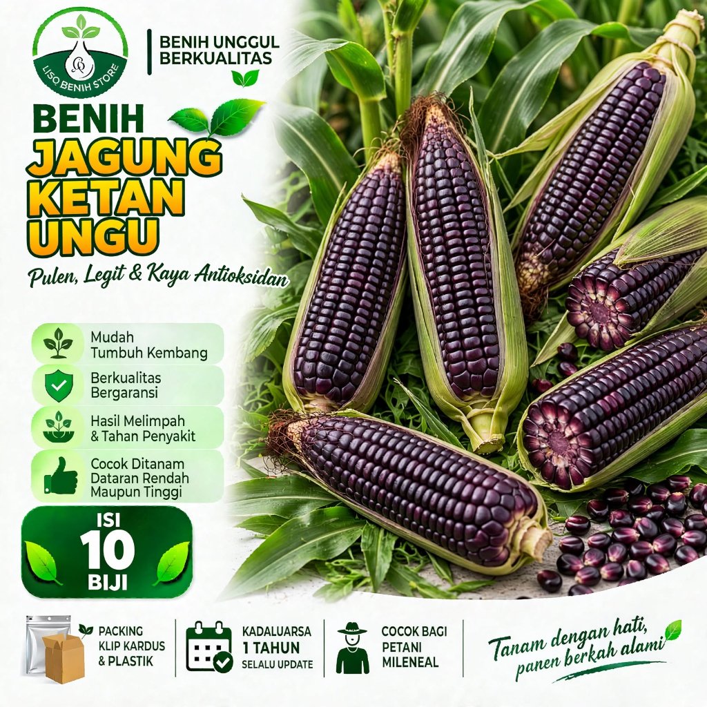 { 10 BIJI } Benih biji jagung ketan ungu | bibit jagung ketan ungu | jagung ketan