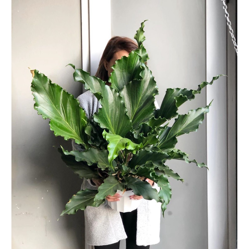 PROMO Tanaman Hias Anthurium Gelombang Cinta - Tanaman Hidup-,Bunga Hidup Murah Bunga Hiasan rumah