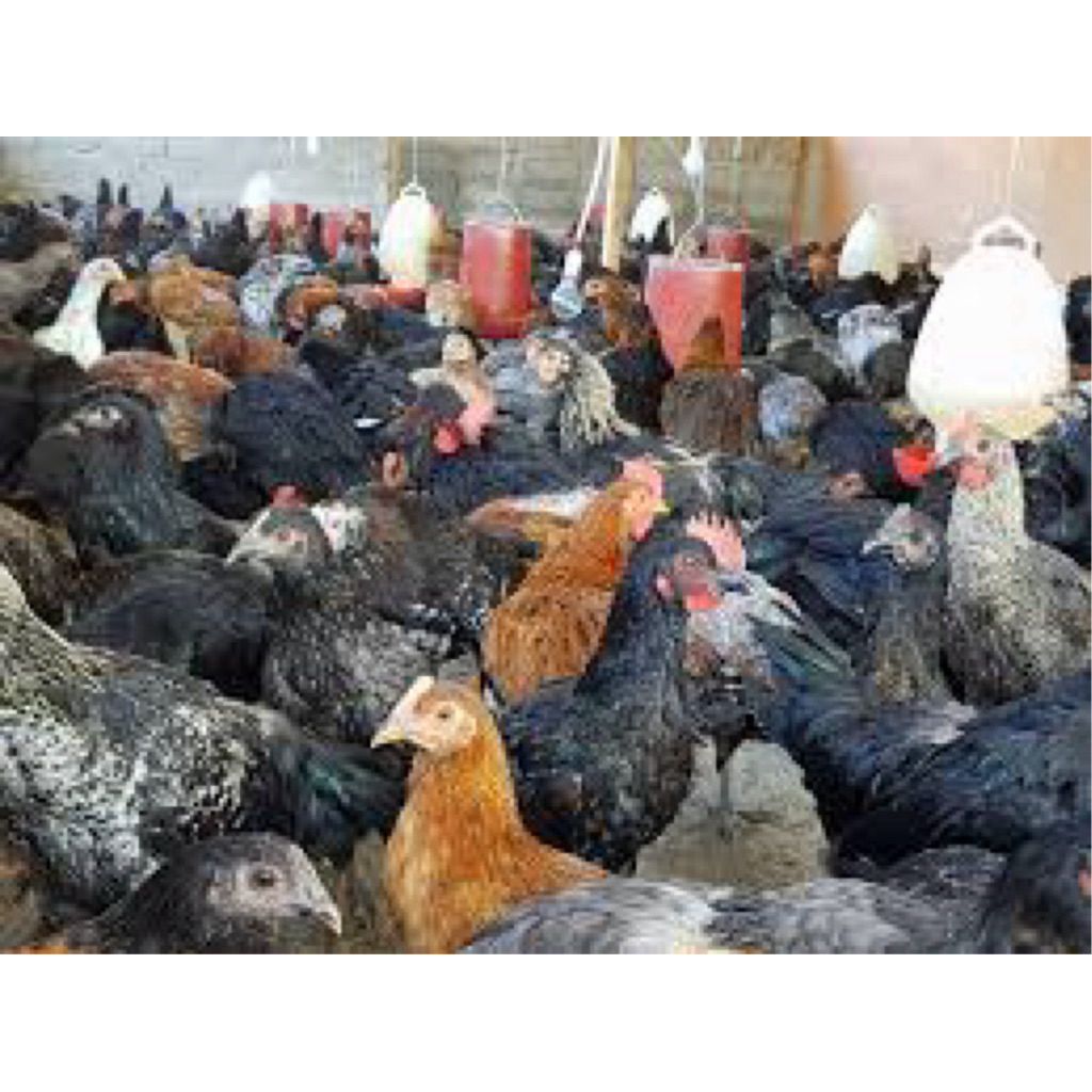 

TELUR FERTIL AYAM KUB UNTUK DITETASKAN