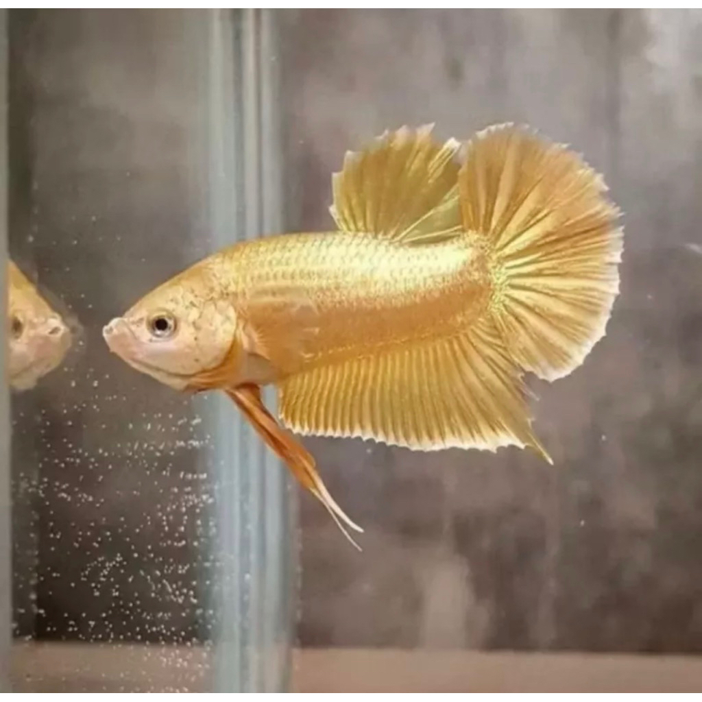 Cupang Super Gold bahanan celo proses mutasi ke Gold