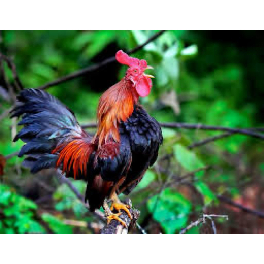 

TELUR FERTIL AYAM KETAWA UNTUK DITETASKAN