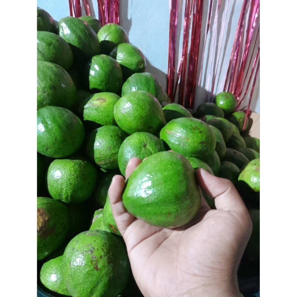 

[COD]Alpukat MINI 1KG