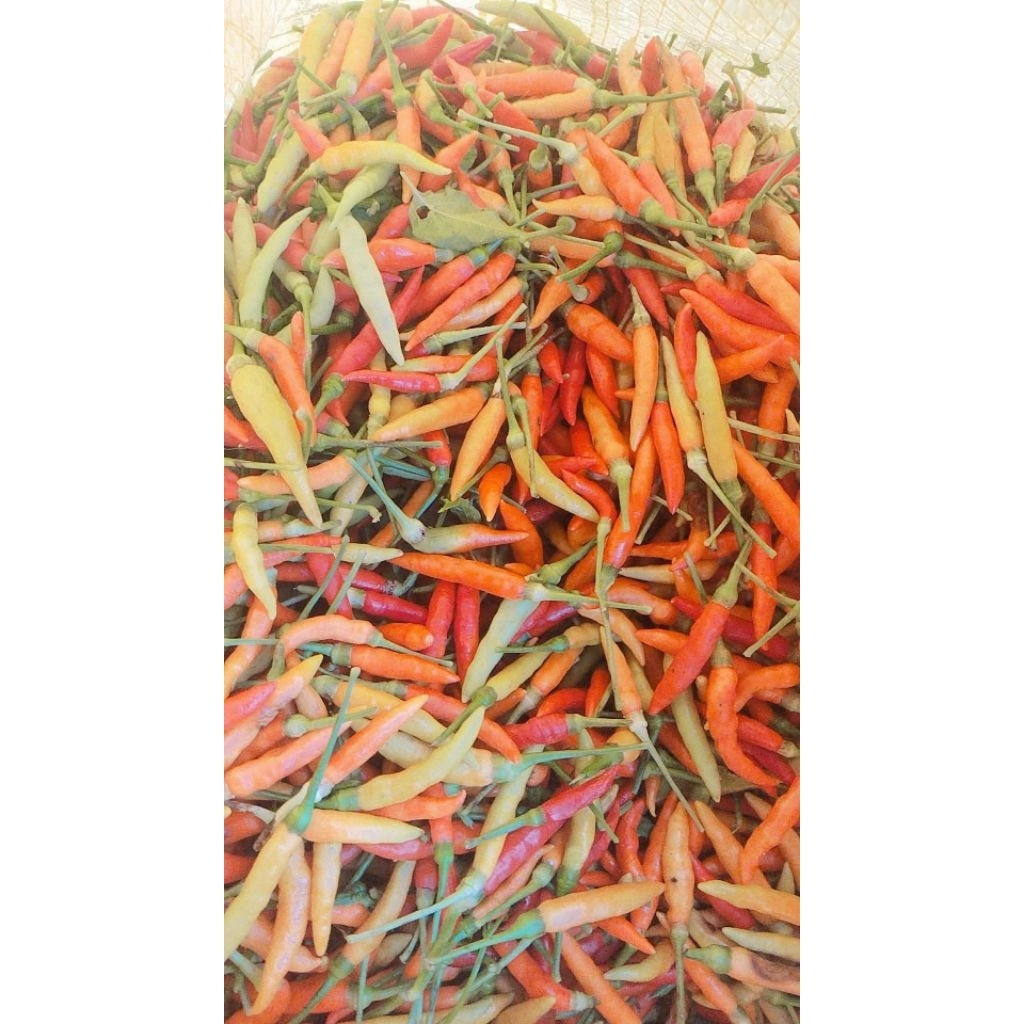 

Lombok kecil Fress murah banget/bumbu dapur/lombok sambel/bumbu dapur lombok