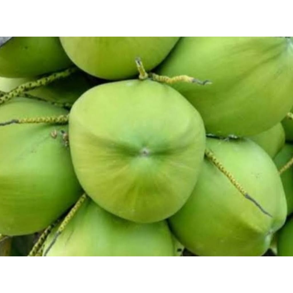 

KLAPA MUDA FRESH,KLAPA DEGAN SEGAR