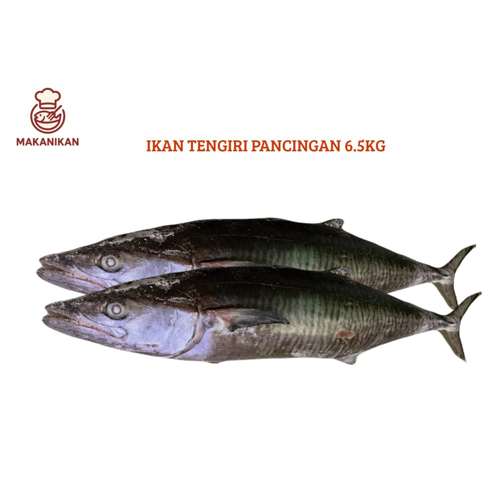 Ikan Tenggiri Jumbo 6.5kg/Ikan Tenggiri fresh /Ikan Tenggiri Segar Halal