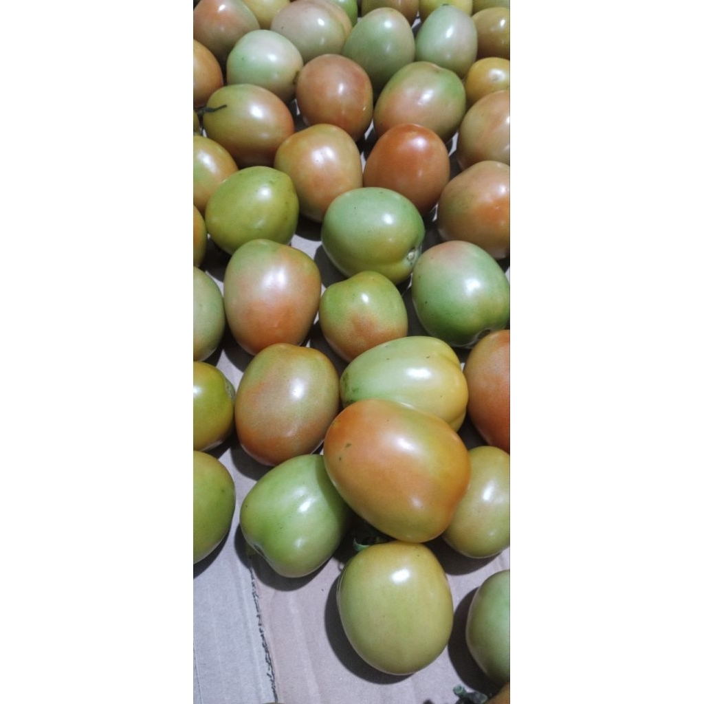 

Tomat Segar Asli Lokal Kediri