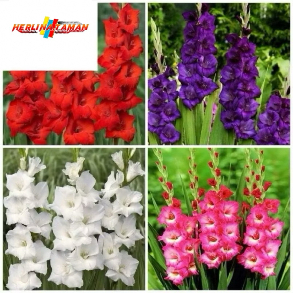 Tanaman Hias Bunga Sedap Malam Wangi Berbagai Warna