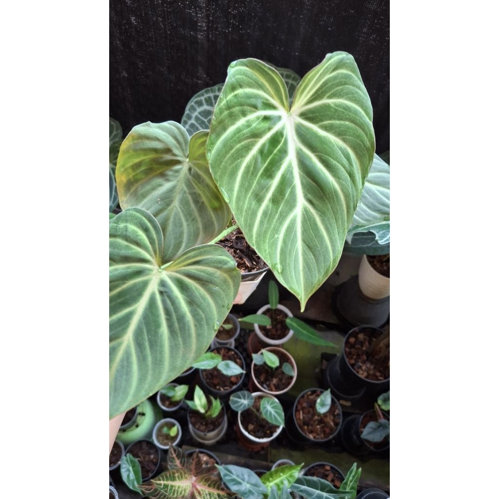 philodendron gloriosum white vein zebra