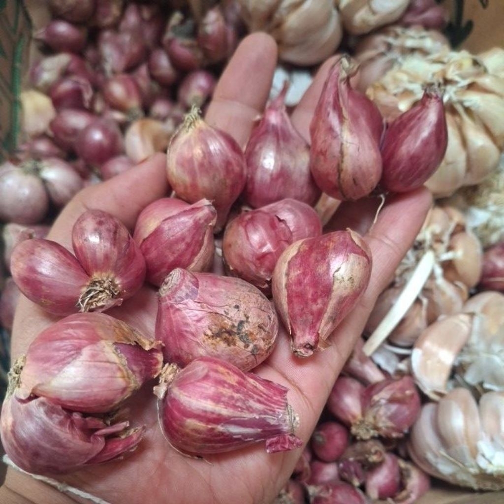 

Brambang Merah Lokal Murah