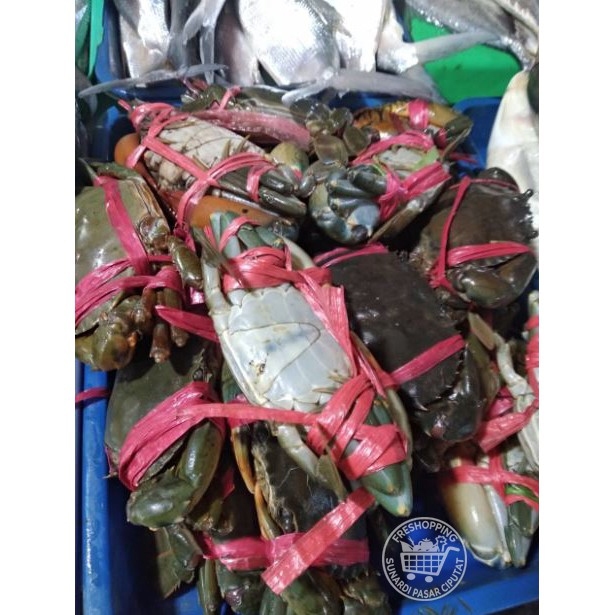 

KEPITING SEGAR HIDUP 1Kg ISI 4 - 6 EKOR
