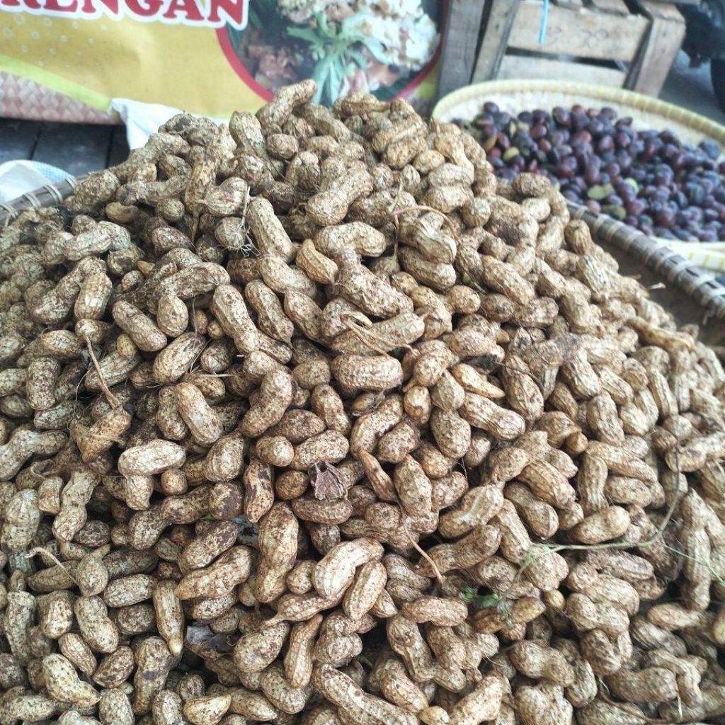 

kacang tanah asli Wonogiri