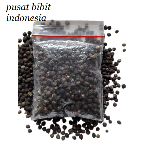 BUAH ANGKUNG KERING UNTUK STROKE / BUAH ANKUNG KERING 200 BIJI