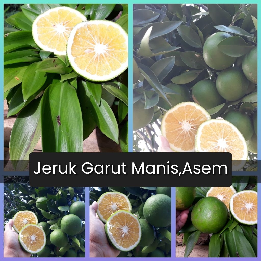 

Buah jeruk frash segar kemasan 1 kg banyak manfaat baik untuk meningkatkan imunitas