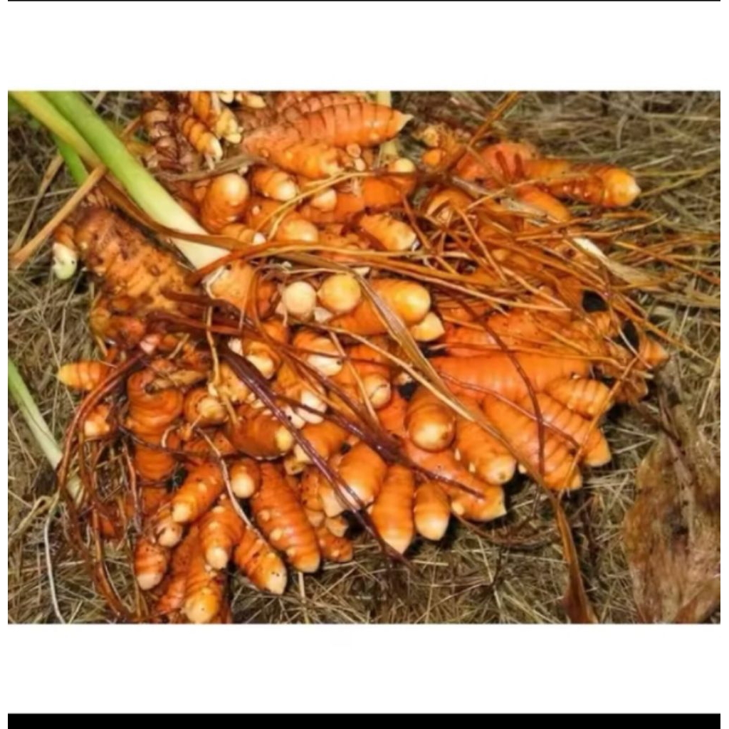 

Kunir/ Kunyit Segar 100g sudah di cuci bersih