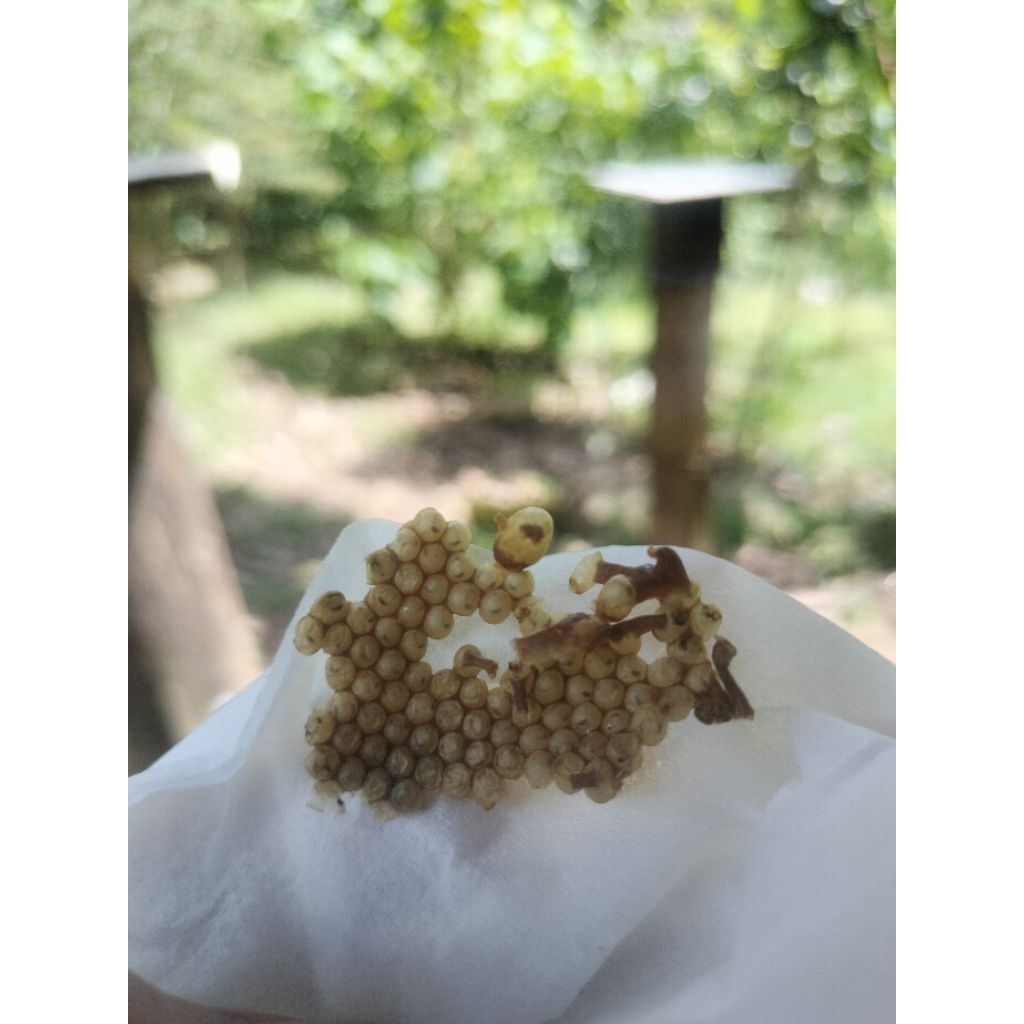 

Telur Calon Ratu Biroi Super