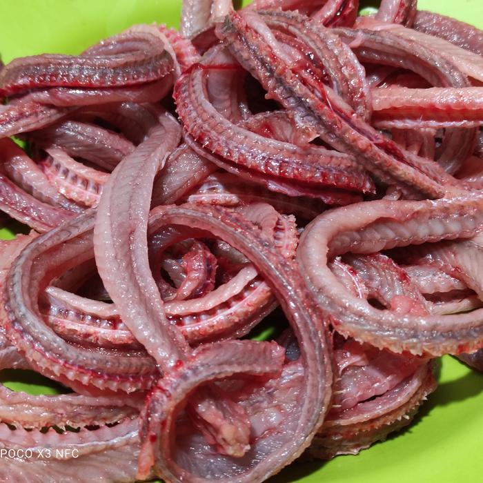 kalsium tulang belut