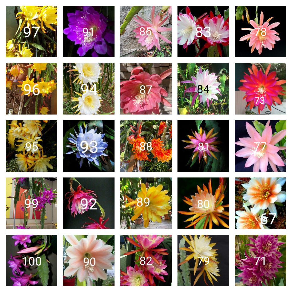 Tanaman hias gantung Wijaya Kusuma paket 25 macam jenis bunga