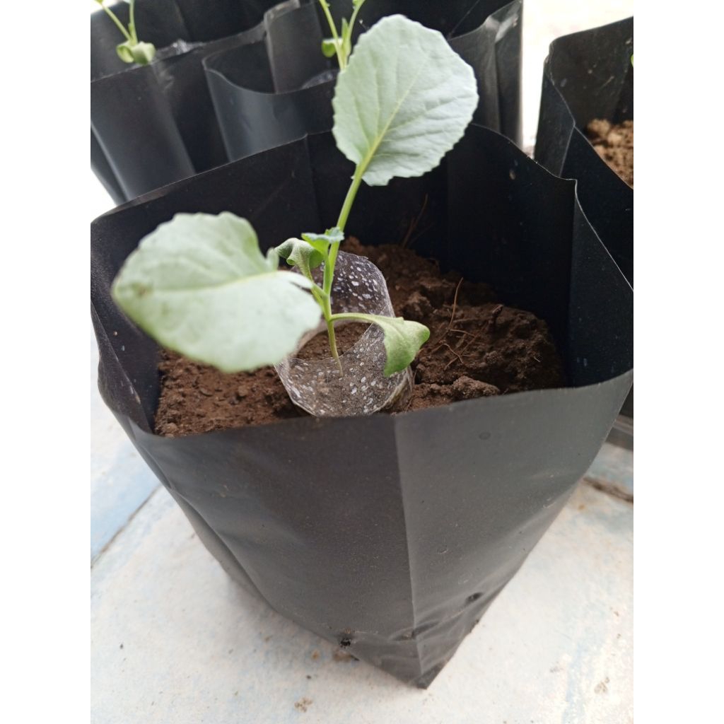 

Tanaman bibit Brokoli hijau siap tanam