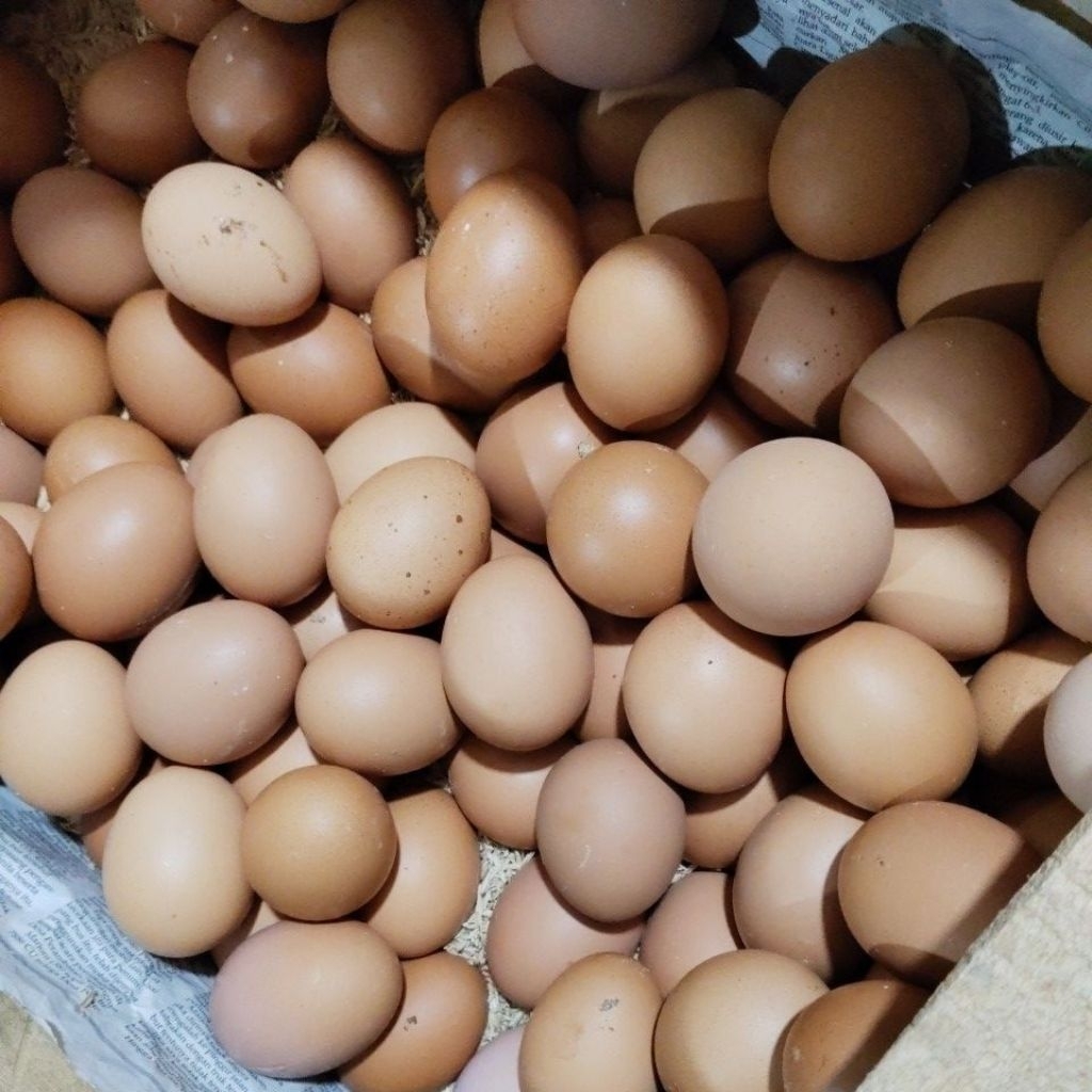 

Telur Ayam Negeri 1kg fresh