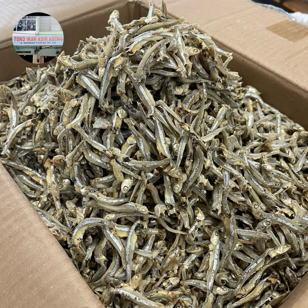 

Teri Jengki Hitam VIP