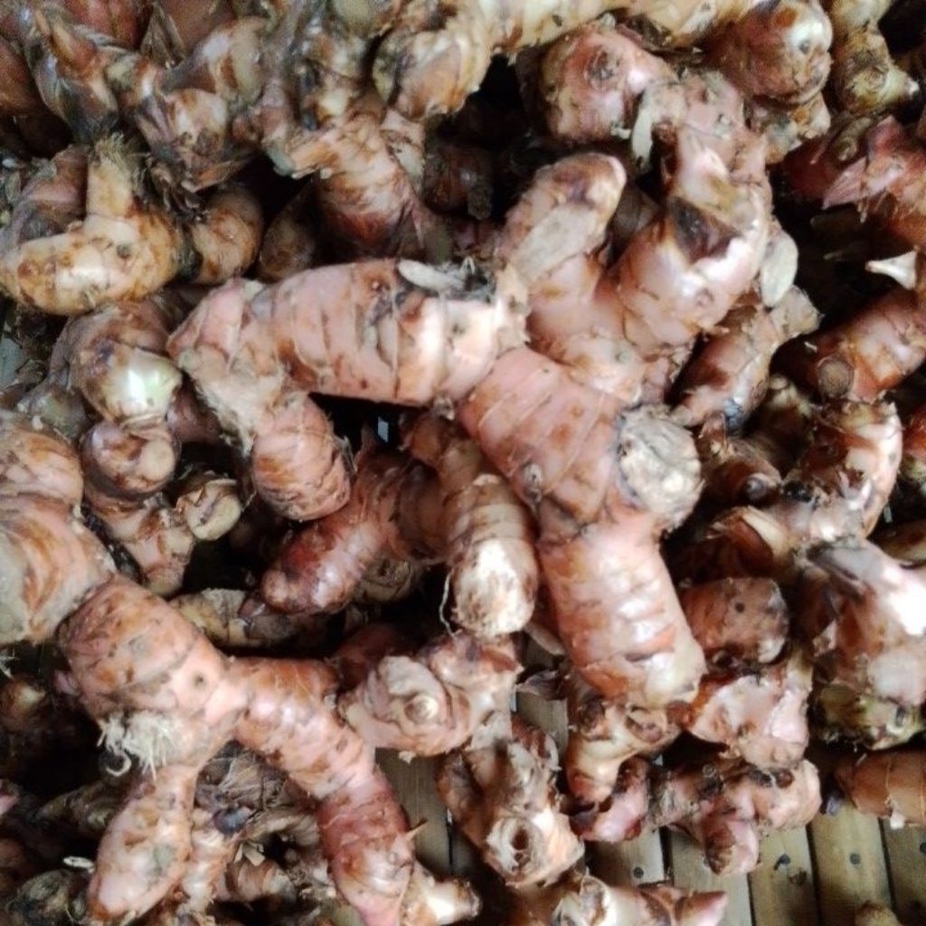 

Lengkoas Merah Pilihan Fresh 1KG