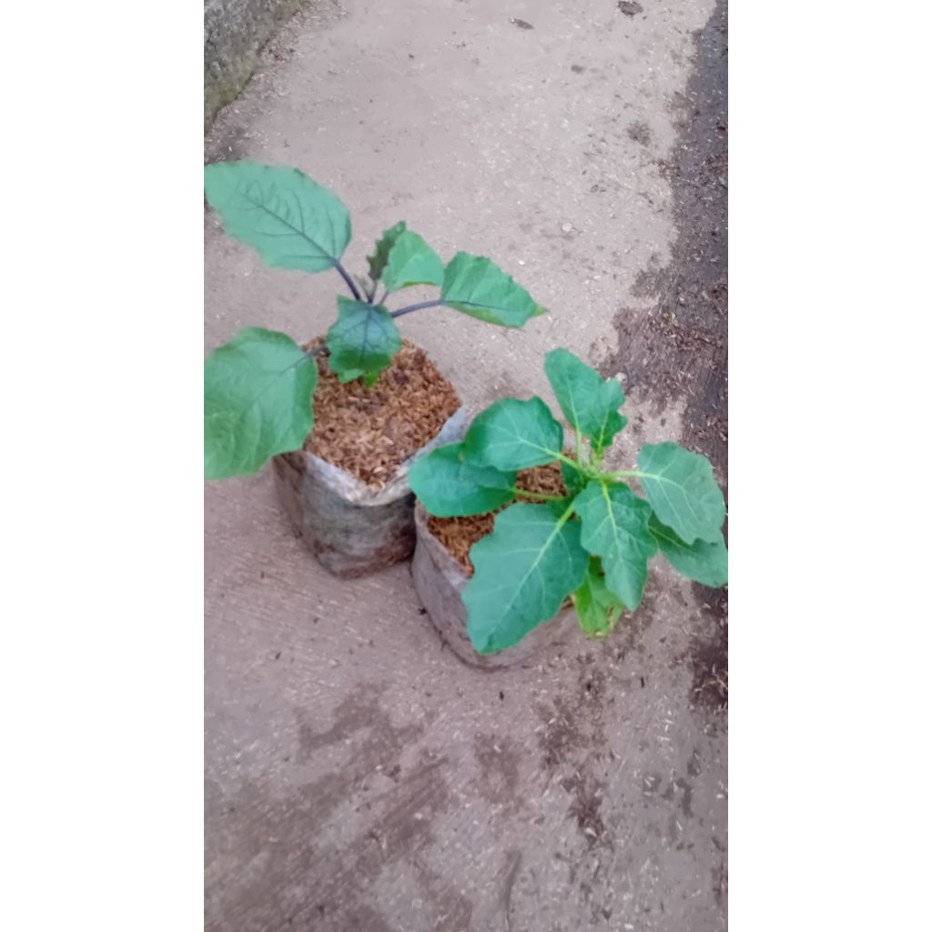 

PAKET HEMAT!!!Paket combo terong ungu dan terong hijau(dikirim masing² 1 pcs)