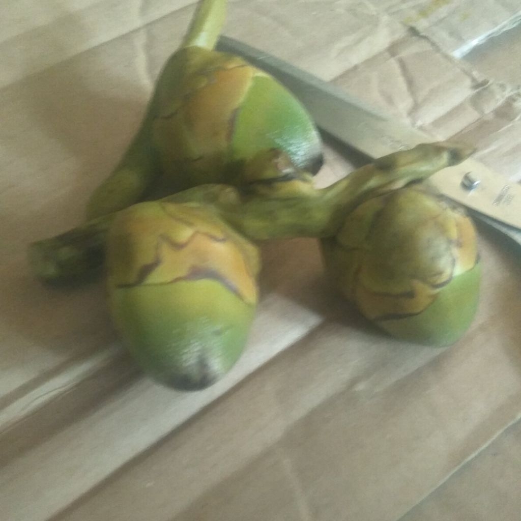 

baruluk beluluk 3butir beluluk pentil kelapa hijau