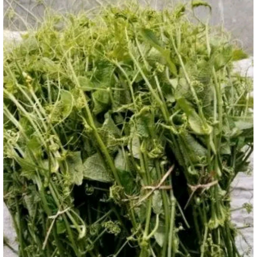 

daun pucuk labu Siam masih muda perikat