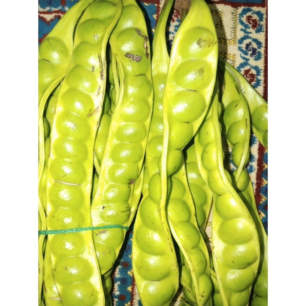 

PETE tua murah 10 lonjor super bonus 1 papan