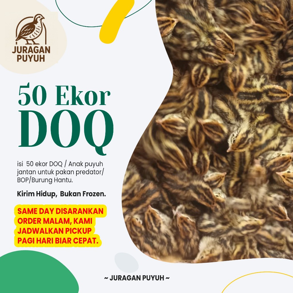 Ready DOQ Puyuh 50 Ekor - Anak Burung Puyuh/Pakan Predator/Pakan Burung Hantu