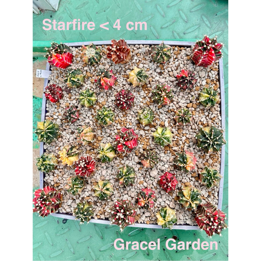LAST STOCK 5 Kaktus Gymno Miha Starfire Variegata Milo