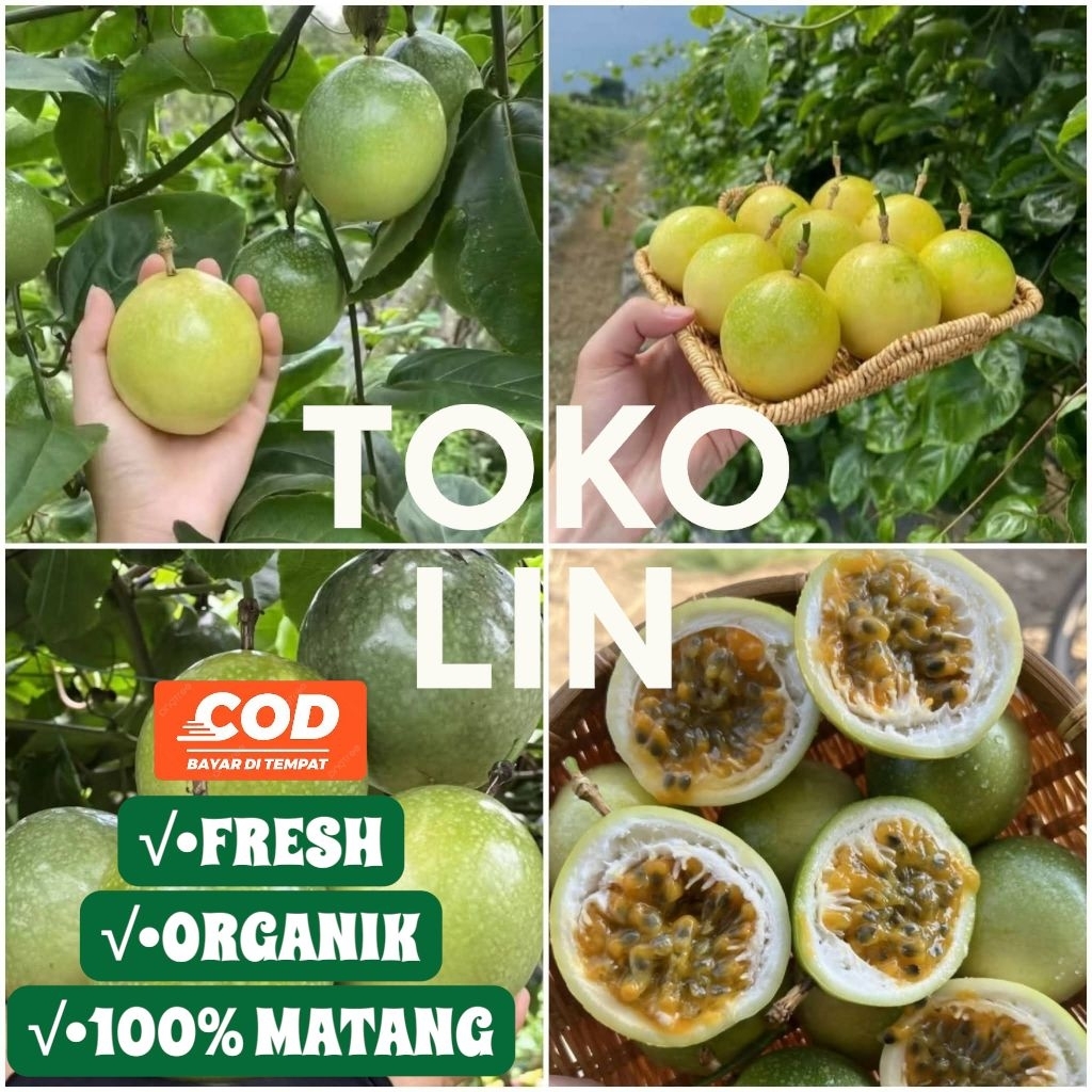 

Buah Markisa Segar Matang-Fresh Petik Dadakan 1000GRM