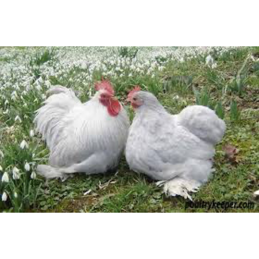 

TELUR FERTIL AYAM LAVENDER UNTUK DITETASKAN