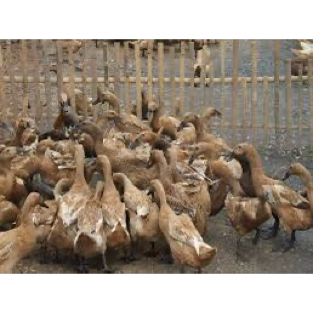 TELUR FERTIL BEBEK MOJOSARI UNTUK DI TETASKAN