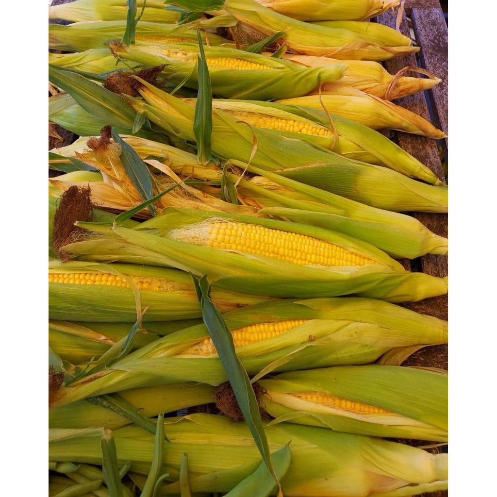 

Jagung fresh 2pcs / sayur