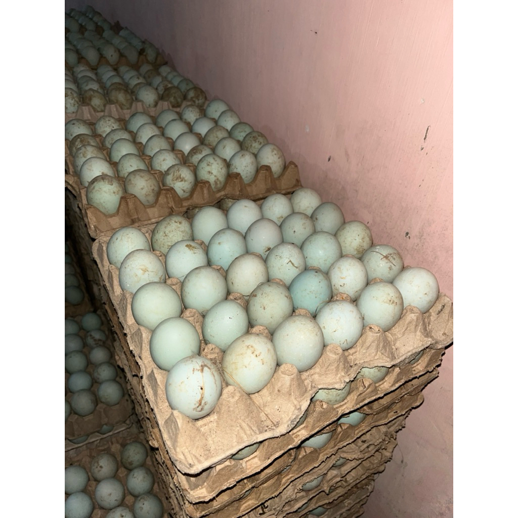 

TELUR BEBEK TAWAR UNTUK DIKONSUMSI