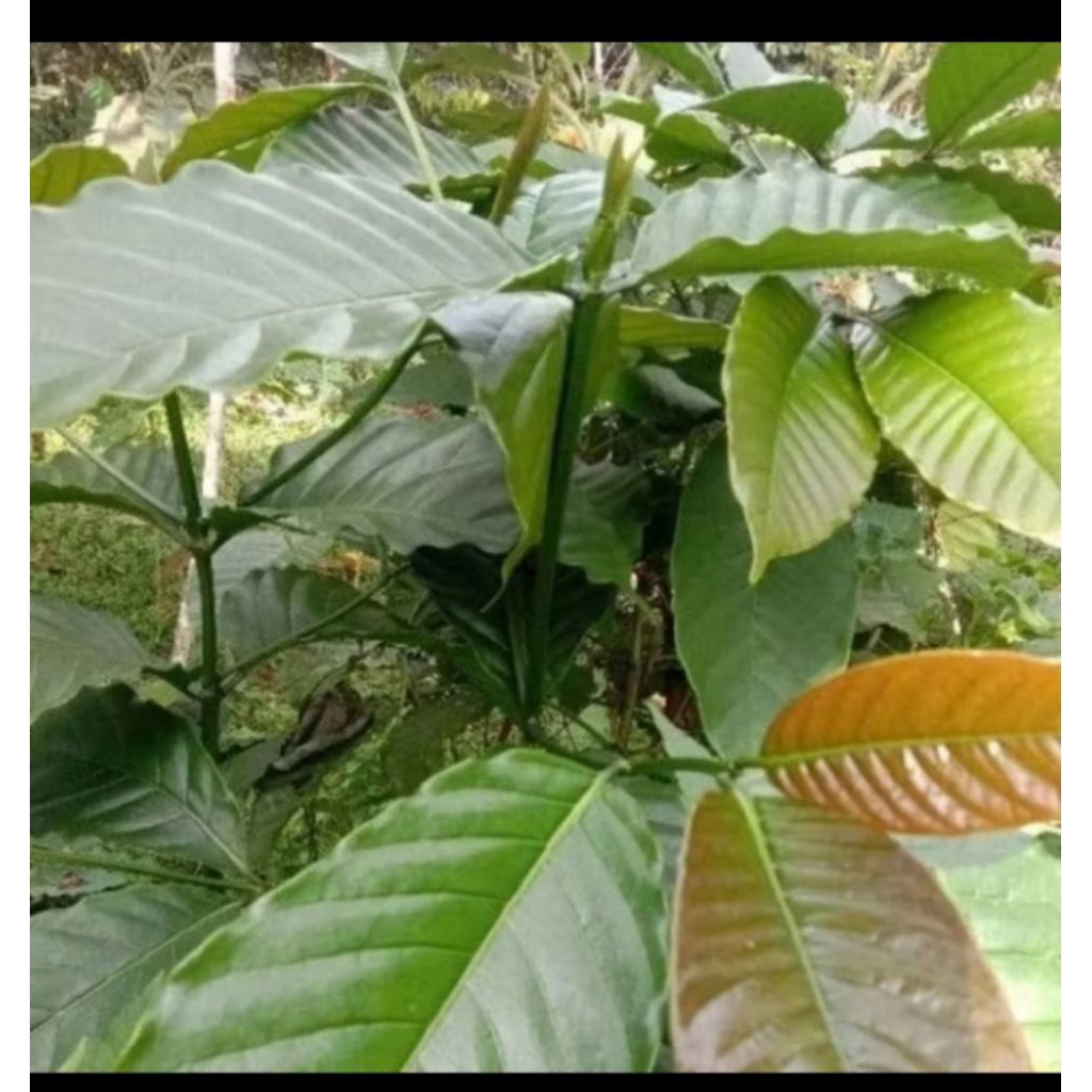 

Daun Kopi Segar Petik Per 30 Lembar