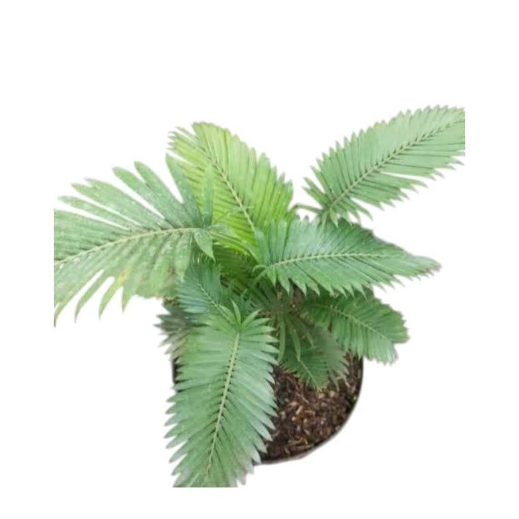 Tanaman Hias Palem Paris Mini