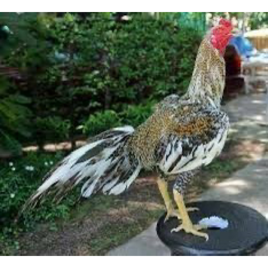 

TELUR FERTIL AYAM JALI UNTUK DITETASKAN