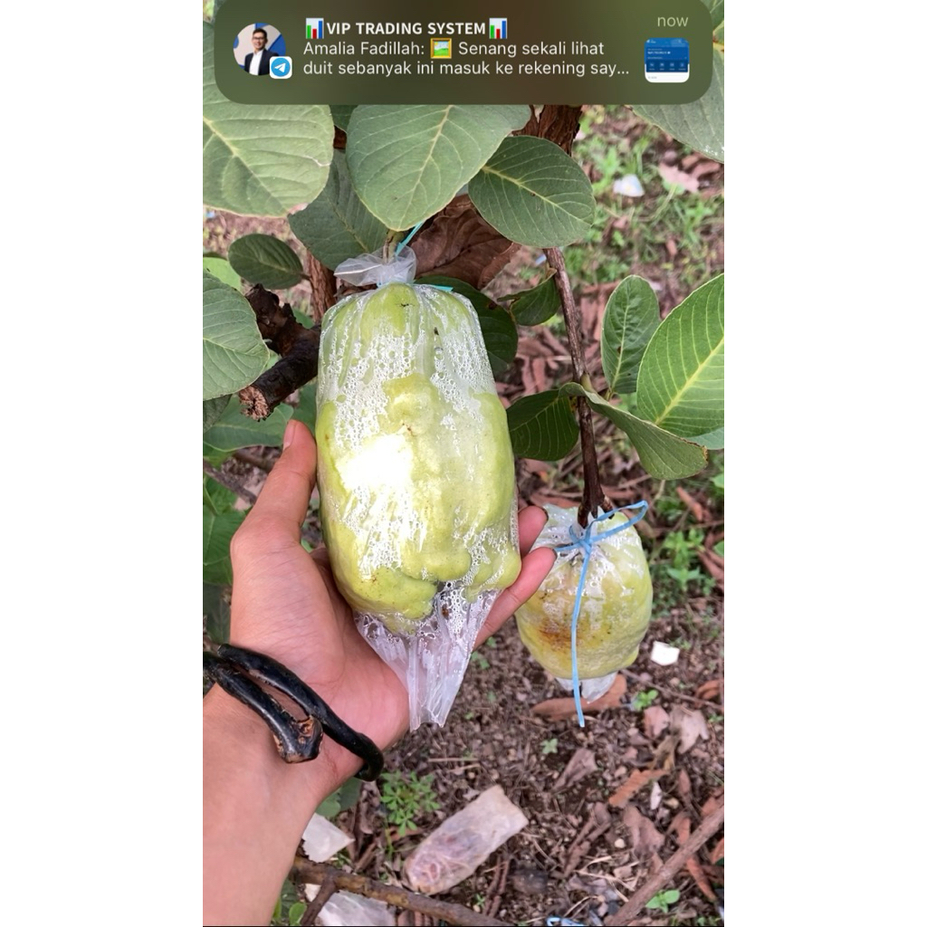 

Jambu farang - jambu non biji