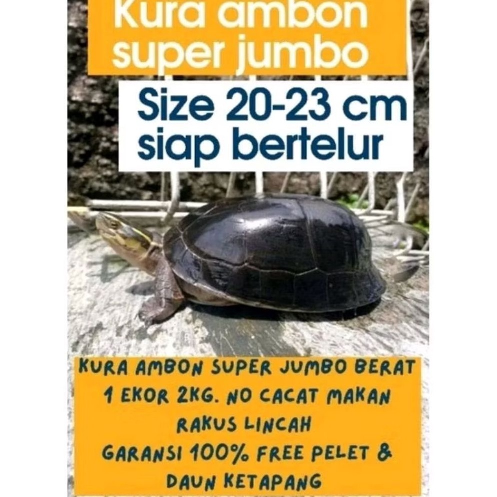 Sale Hiasan Kolam Kura Ambon Jumbo