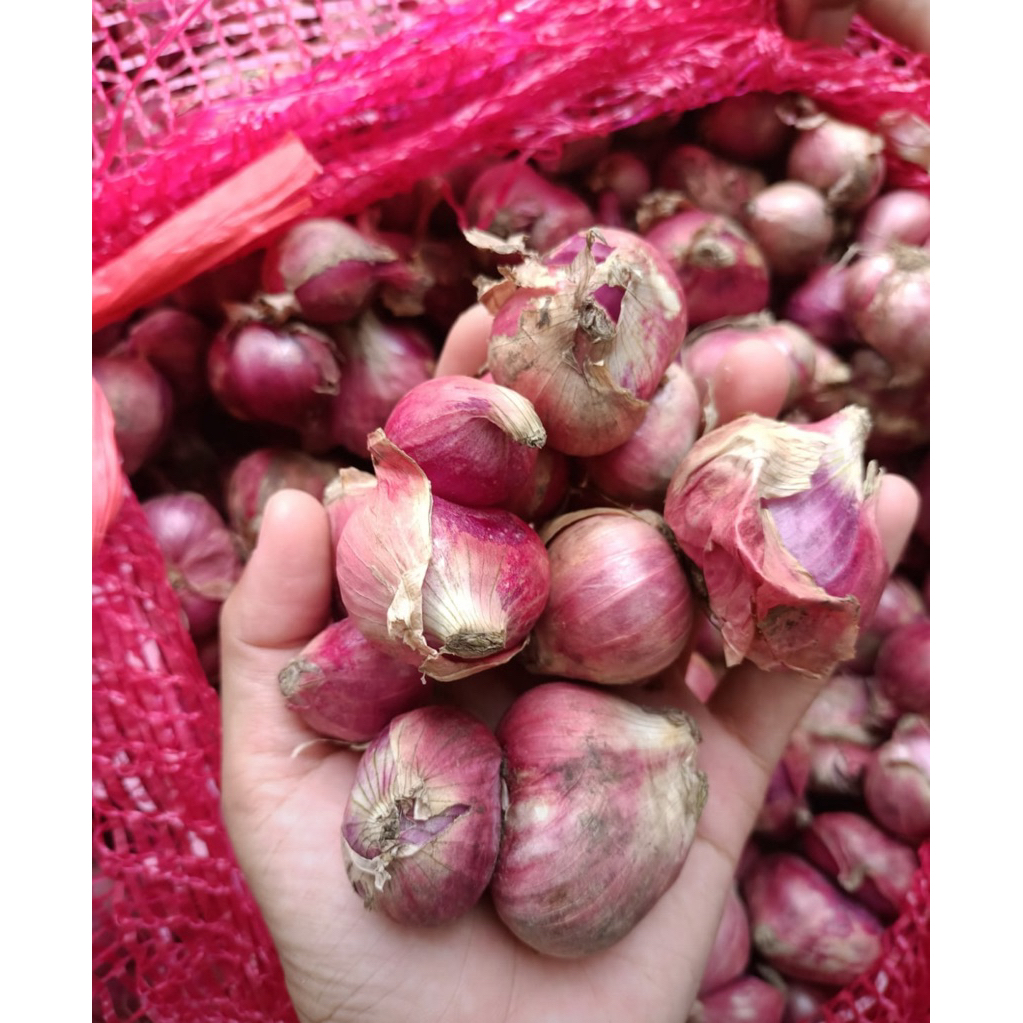 

Brambang Besar/ bawang merah besar 1 kg & 500 grm