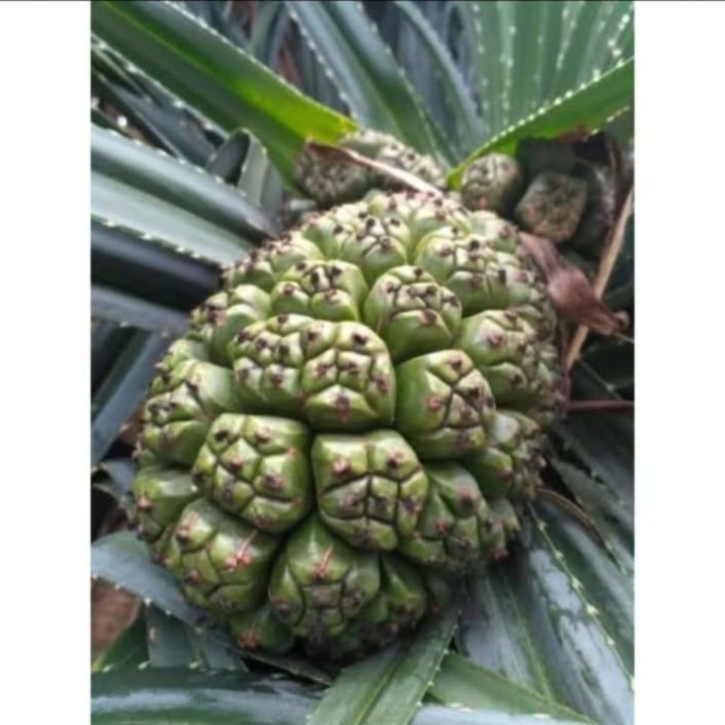 

Buah pandan fres hijau 1 tandan