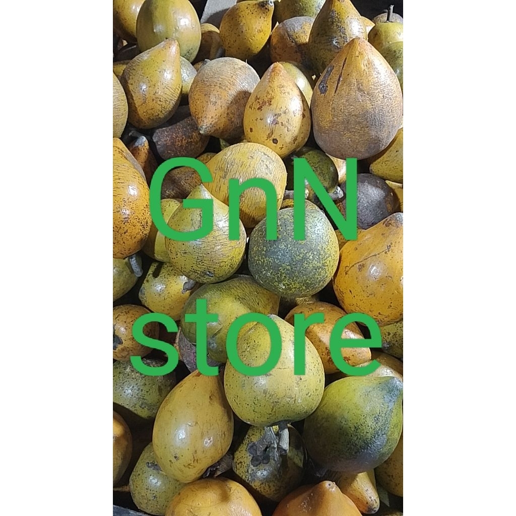 

alkesa.sawo mentega.sawo belanda.campolay1000g(readystok)