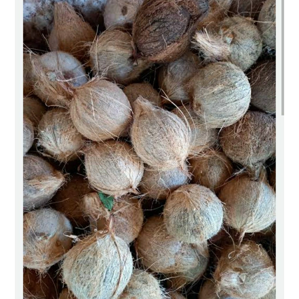 

BUAH KELAPA TUA BARU AMBIL DARI POHON